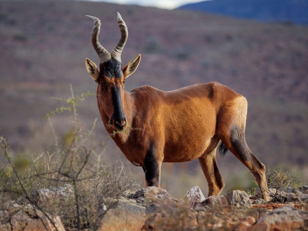 Red hartebeest (Alcelaphus buselaphus caama or Alcelaphus caama). Karoo, Western Cape, South Africa